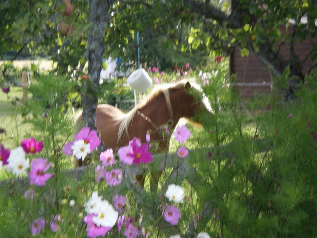 Le Trot'In Chair Martigny-le-Comte Exterior photo